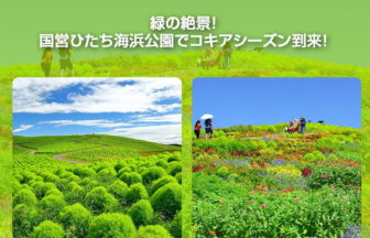 国営ひたち海浜公園でコキアシーズン到来