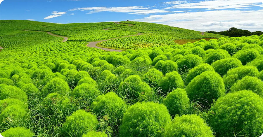 1本1本手作業で丁寧に植え付けられたコキア