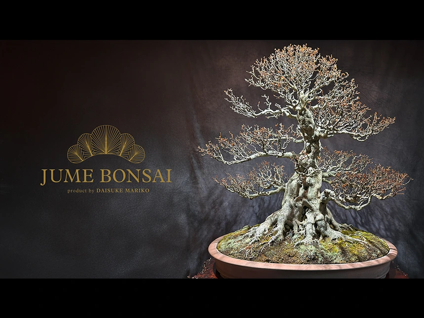 JUME BONSAI（ジュメ ボンサイ）