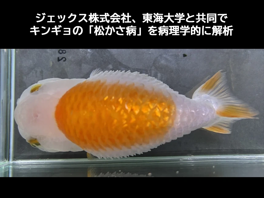 金鱼“松果病”