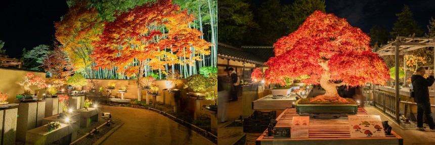 国風盆栽展クラスの名品盆栽